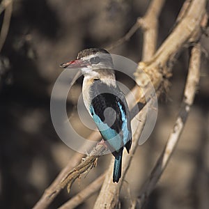 Brownhooded Kingfisher in the selous game reserve - tanzania