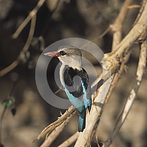 Brownhooded Kingfisher in the selous game reserve - tanzania