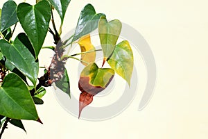 Browning, yellowing or drying anthurium leaves