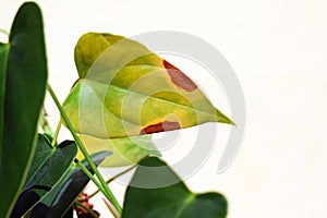Browning, yellowing or drying anthurium leaves photo