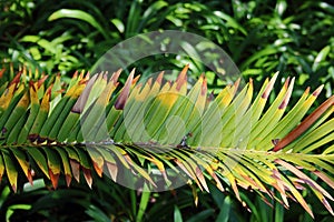 BROWNING AND YELLOWING LEAFLET TIPS ON A CYCAD BRANCH