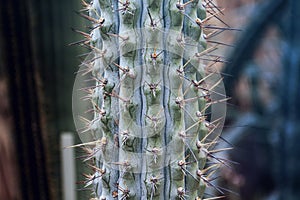Browningia hertlingiana cactus