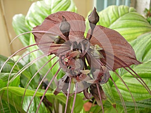 Brownish black Bat Flower photo