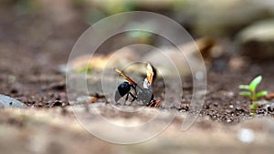 Brownish black wasp, wings stretched dark brown, downy body