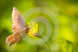 Brownish butterfly on a yellow flower