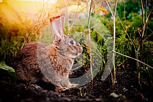 Brownish gray rabbit