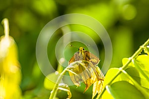 Brownish-green leaf tips of the Averrhoa bilimbi plant and a butterfly lands on them