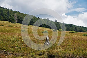 Brownish meadow with green forest blue sky and white clouds in the Vosges