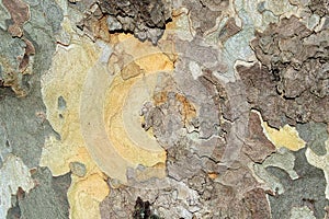 Brownish plane tree sycamore bark detail