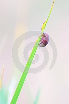 Brownish red leaf beetle