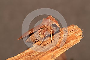 Brownline brighteye moth.