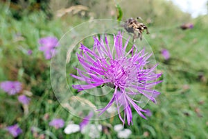 Fiore prato. erbaceo pianta 