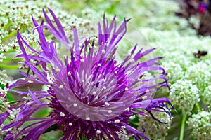 Brownray knapweed in the garden