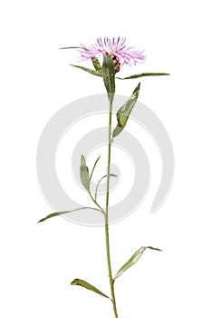 Brownray Knapweed isolated on white