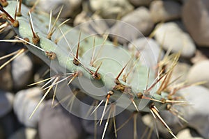 Brownspine pricklypear