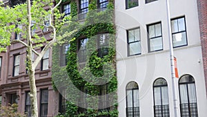 Brownstone building covered in thick, green ivy vines, adds a touch of natural beauty to the cityscape.