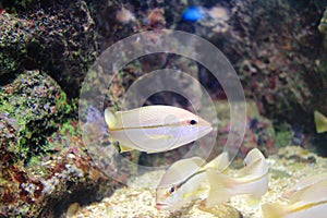 Brownstripe red snapper