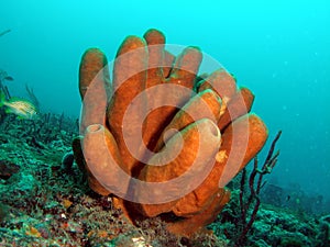 BrownTube Coral photo