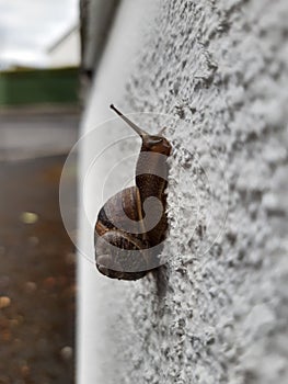 Browny small Snail crawling on the wall