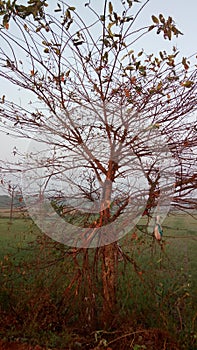 browny tree with lightgreen leaves