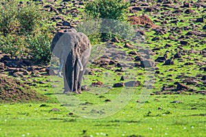 Browsing African elephant