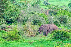 Browsing African elephant