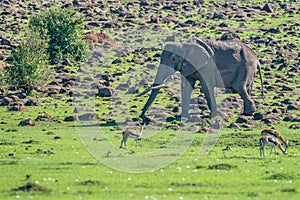 Browsing African elephant