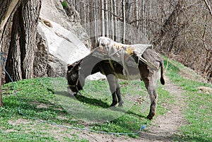 Browsing donkey, saddled with blankets
