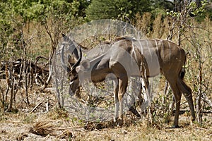 Browsing Greater Kudu Herd