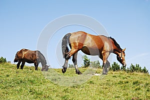 Browsing Horse