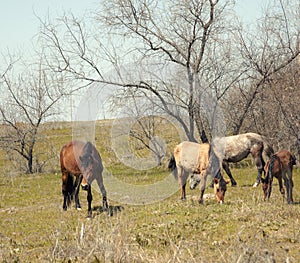 Browsing horses