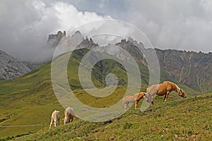 Browsing horses and Denti di Terrarossa photo