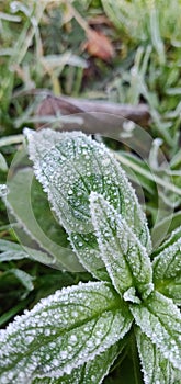 Brrr frosty morning photo