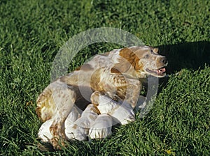 Brtittany Spaniel, Mother and Pups suckling