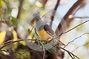 Bruce`s green pigeon Treron waalia in a tree.