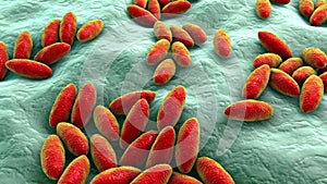 Brucella bacteria, 3D animation. Gram-negative bacteria that cause brucellosis