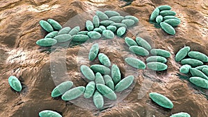 Brucella bacteria, 3D animation. Gram-negative bacteria that cause brucellosis