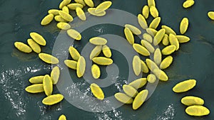 Brucella bacteria, the causative agent of brucellosis, 3D illustration