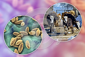 Brucella bacteria, the causative agent of brucellosis in cattle and humans, 3D illustration