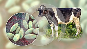 Brucella bacteria, the causative agent of brucellosis in cattle and humans, 3D illustration