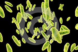 Brucella bacteria, illustration