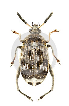 Bruchus pisorum