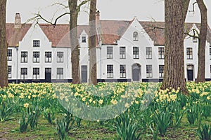 Bruges Beguinage with its colorful tulip fields and houses. Belgium