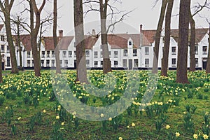 Bruges Beguinage with its colorful tulip fields and houses. Belgium