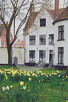 Bruges Beguinage with its colorful tulip fields and houses. Belgium