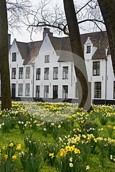 Bruges beguinage in spring