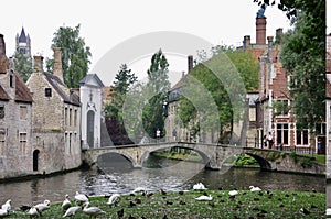Bridge over the canal in old Brugges City centre, with Swans on the grass.