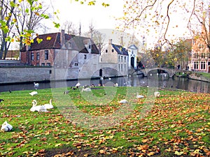 Bruges, Brugge beautiful landscape, green meadow, canal, white swans, old houses with tiled roofs, yellow leaves