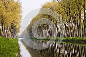 Bruges canal tree reflections