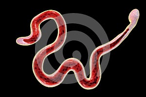 Brugia malayi, a roundworm nematode